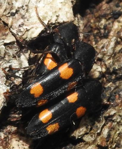Réf. 265 070 : Dircaea australis